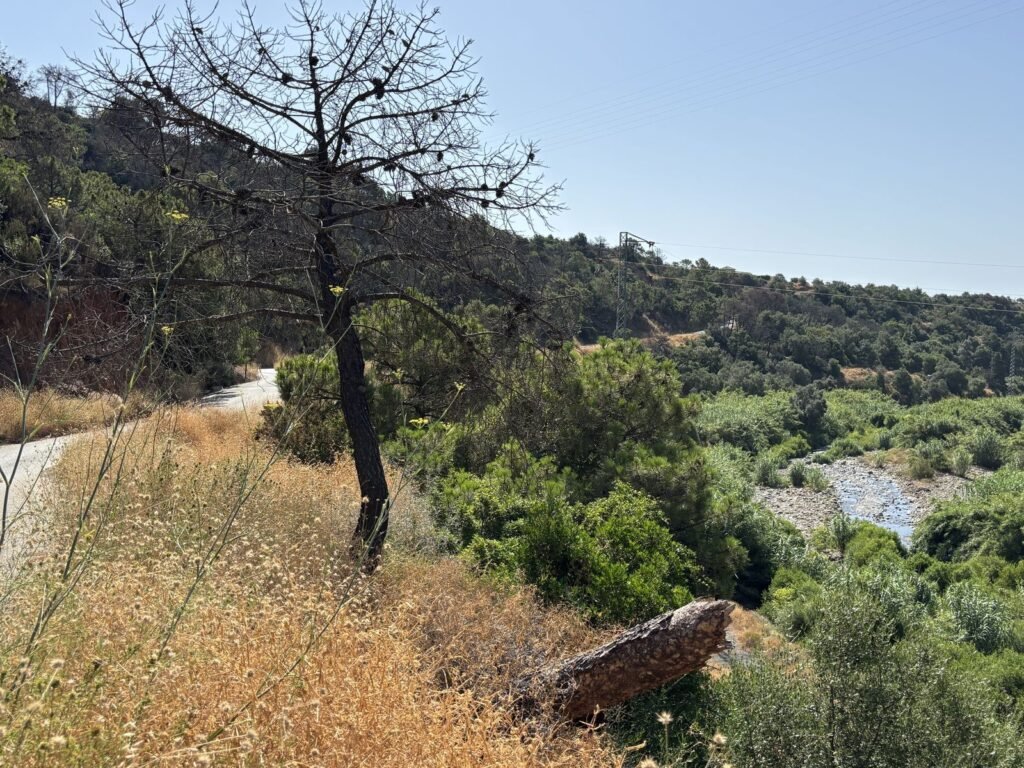 Land for Sale in El Padron – Organic Lemon Farm by the River